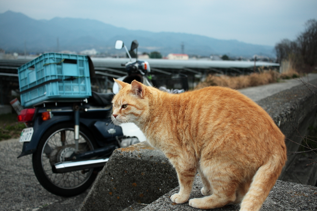 平常運転のトラヤン