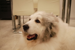 今日もかわいいココさん