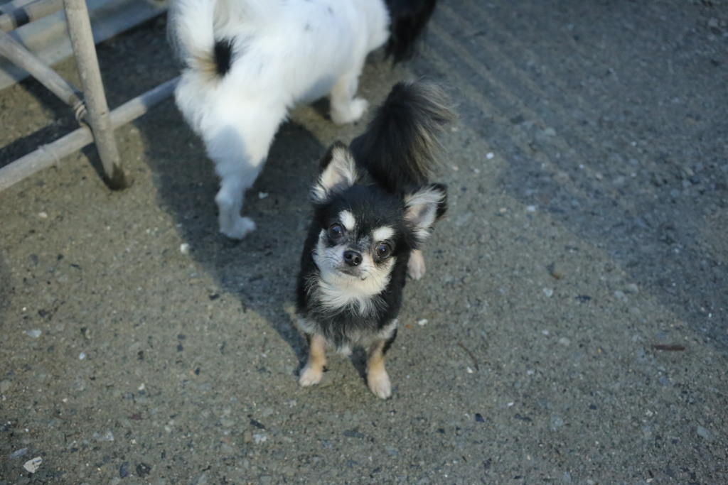 愛ちゃん（男の子）