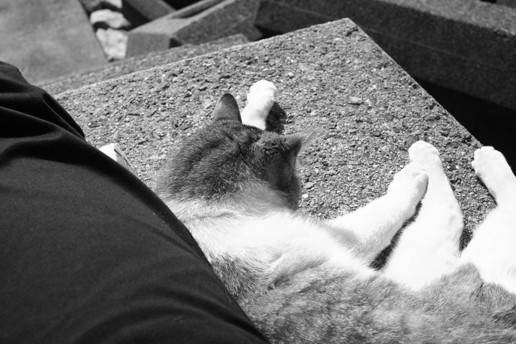 甘えんぼするトム君