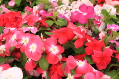 通院日　昼間は暑い