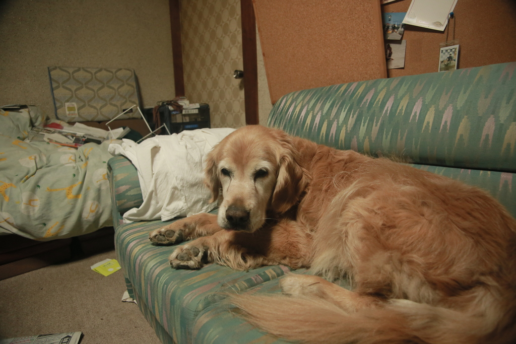 お宿番してるみゅうちゃん＠北条水軍ユースホステル