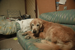 お宿番してるみゅうちゃん＠北条水軍ユースホステル