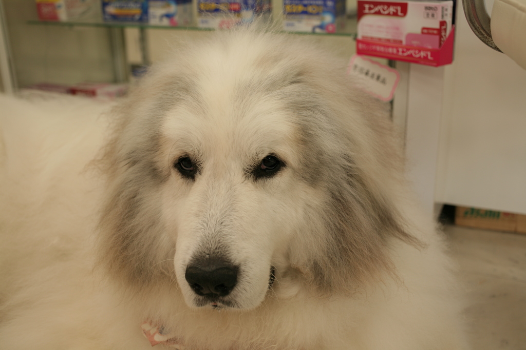 ココさんのカメラ目線いただき　!(^^)!