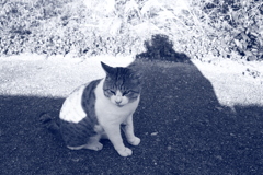今日もトム君は元気
