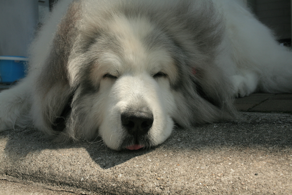 お昼、番犬してるココ様