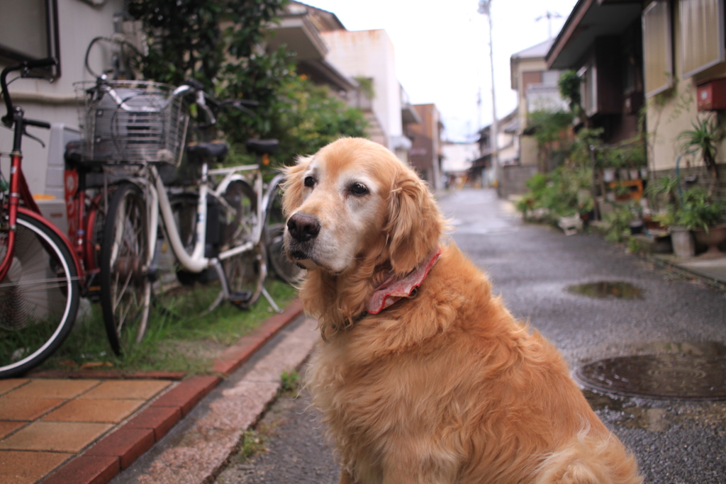 お宿番してるみゅうちゃん