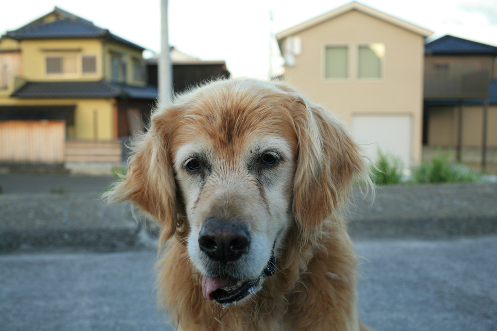 おやつビスケットがほしいみゅうちゃん