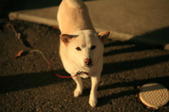 平常時はおとなしいナナちゃん