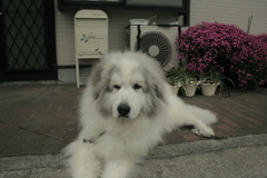 フィルムイオスキスに付属の標準ズームで写してみる