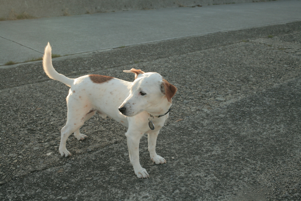 今日も元気なククルさん