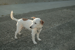 今日も元気なククルさん