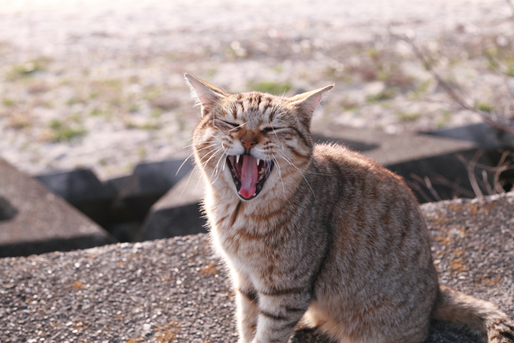 アーーーーーーー