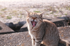 アーーーーーーー