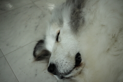 雨の日もお店番のココちゃん