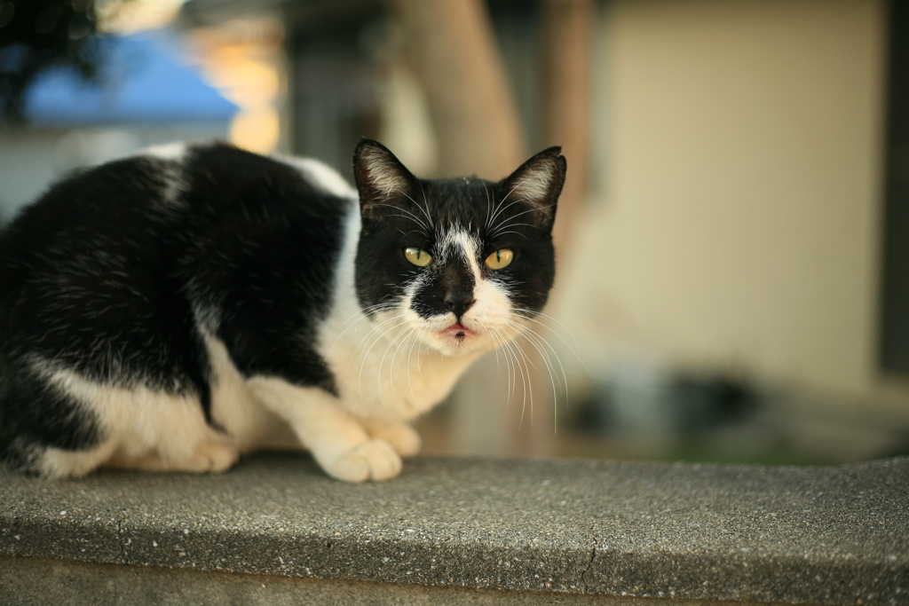 猫って行動範囲広いな