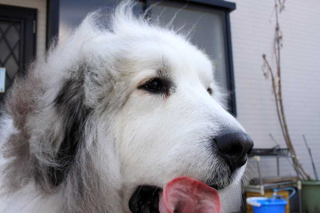 朝のココちゃん