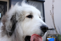 朝のココちゃん