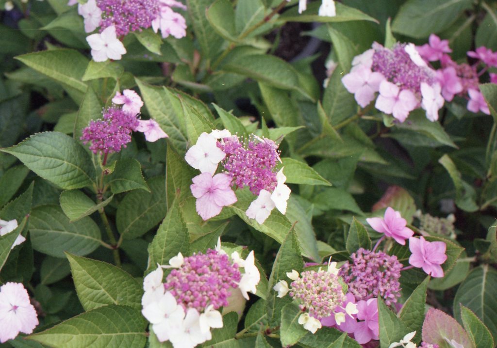 フィルムカメラEos650にて