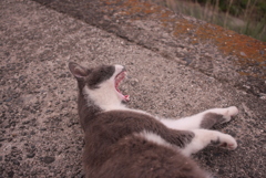 大あくびの銀ちゃん