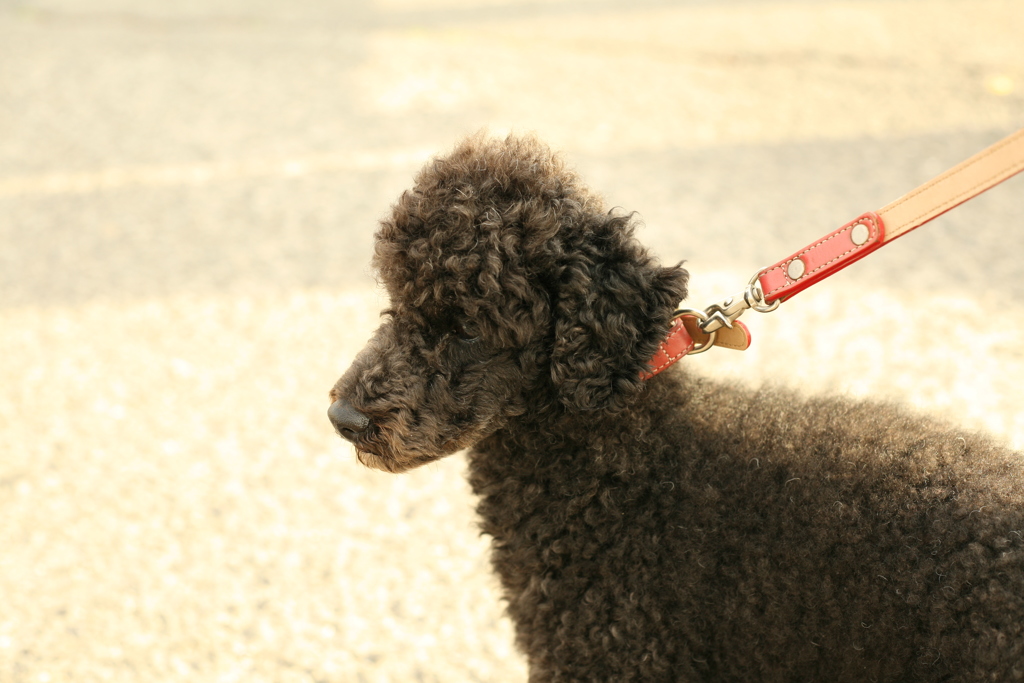 散歩してたメロンちゃん