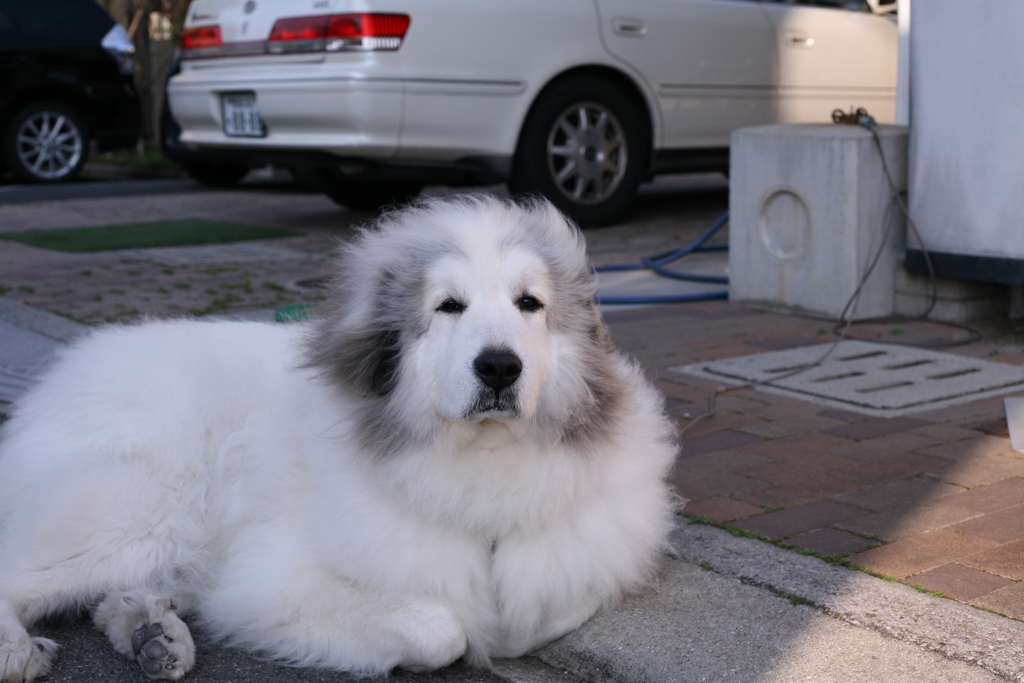 ポニョポニョしてるココ様