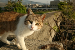 トム君