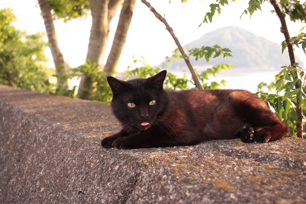 タンゴさんも暑そう
