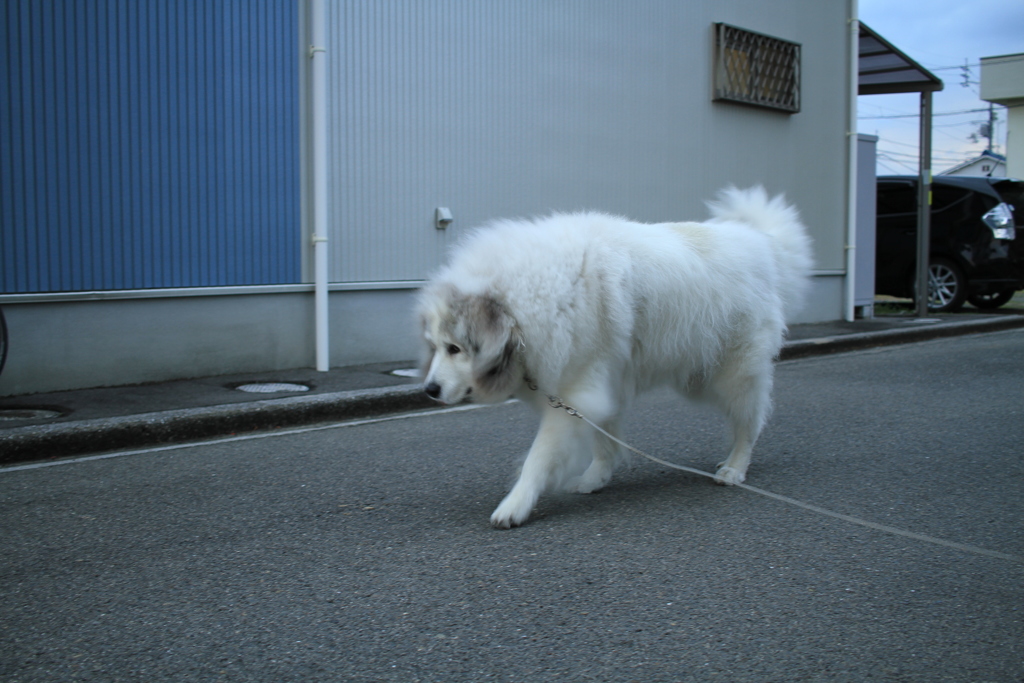 おしっこした後のココさん