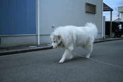 おしっこした後のココさん