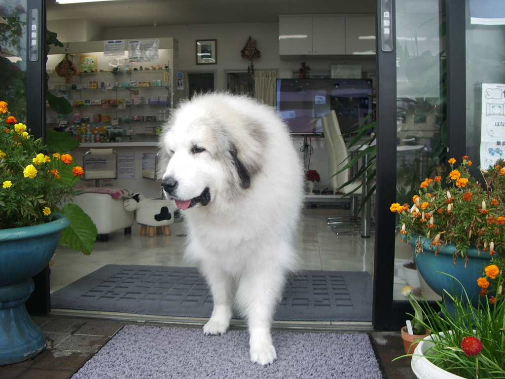 土曜もお店番してるココ様