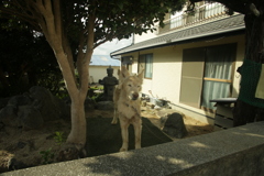 番犬してるダイちゃん