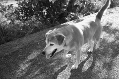 散歩してるモモちゃん