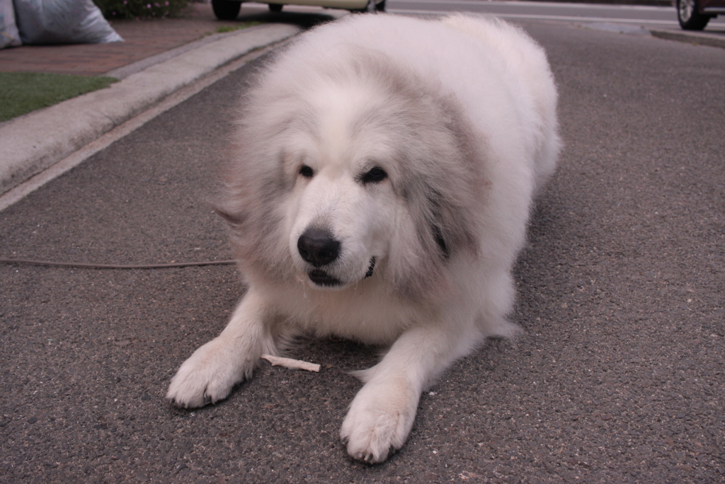 おやつをがっつくココちゃん