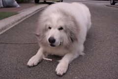 おやつをがっつくココちゃん