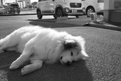 日向ぼっこしてるココちゃん