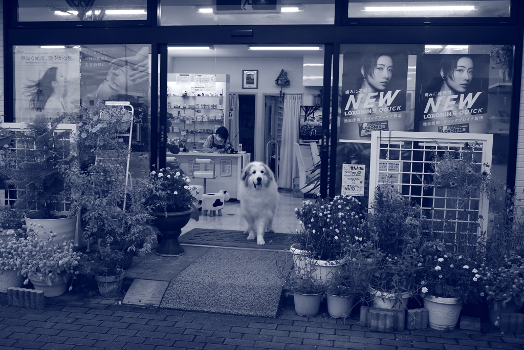 今日もお店番してるココ様