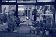 今日もお店番してるココ様