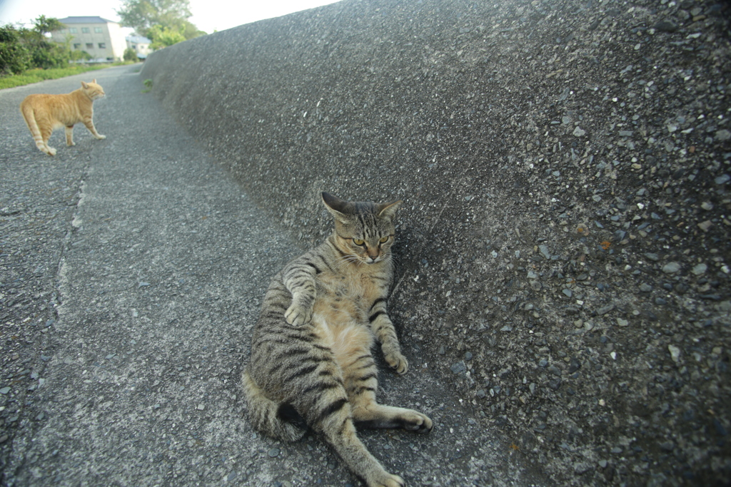 ちょっとだけよ