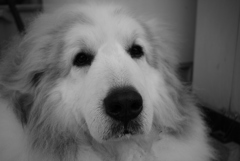 ココちゃん＠おかべ薬局