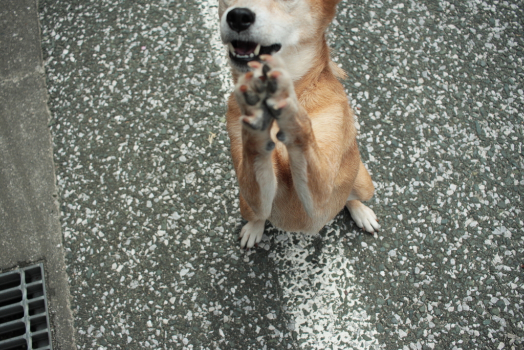 みゅうちゃんを連れてモモちゃんのところへ行く