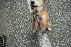 みゅうちゃんを連れてモモちゃんのところへ行く