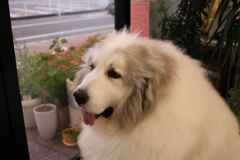 今日もかわいいココさん