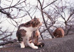 昨日の朝、Eos650(Film)にて