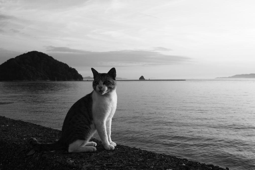トム君は今日も元気