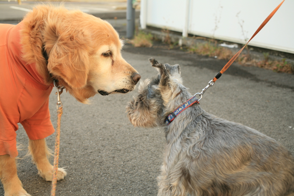 みゅうちゃんとシュガー