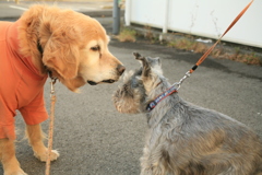 みゅうちゃんとシュガー