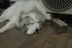 日曜昼も番犬してるココさん