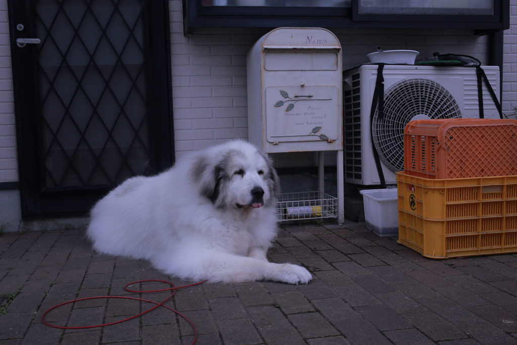 朝、まったり番犬してるココさん