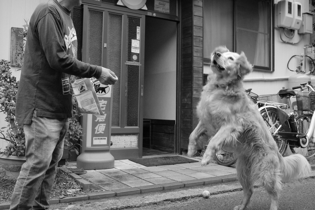 ジャーキーをキャッチするみゅうちゃん